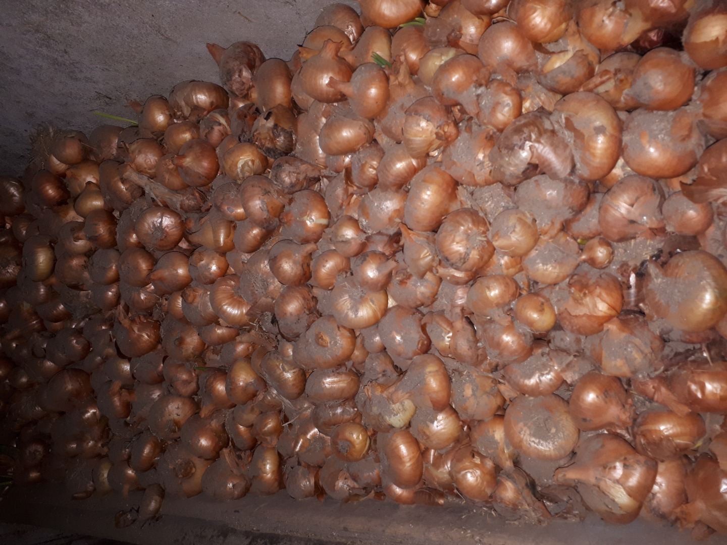 Dried onions for sale