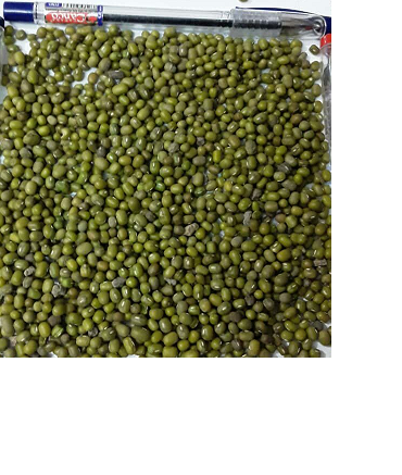 Sell mung bean sorted and cleaned