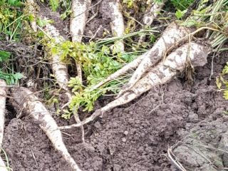 I will sell parsley, Arat variety, straight from the