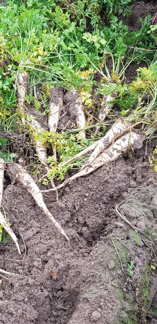 I will sell parsley, Arat variety, straight from the field or dug to order