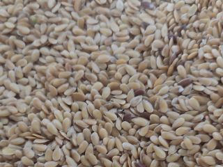 Hello. I will sell gold flax from this year's
