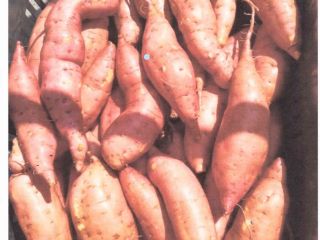 I offer Egyptian sweet potatoes. The highest quality. All