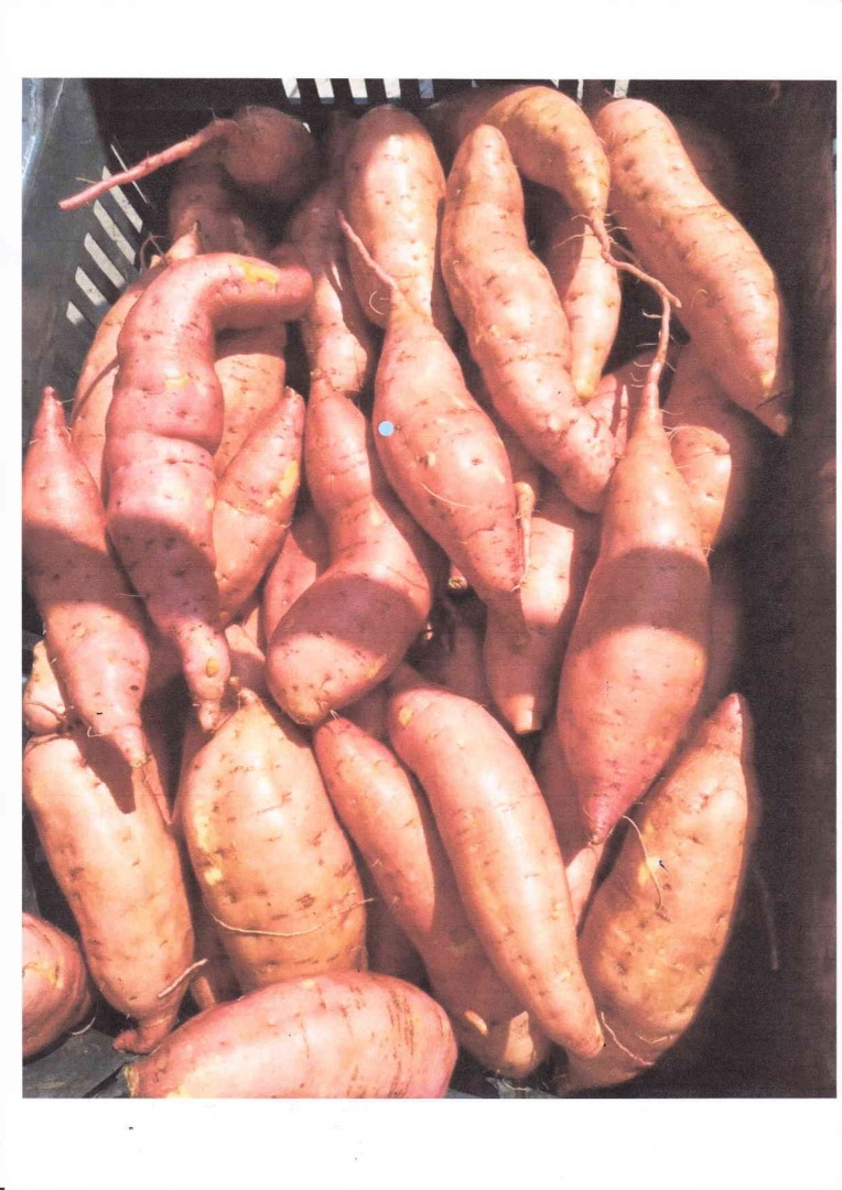 I offer Egyptian sweet potatoes