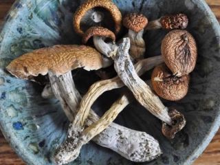 Good quality magicmushrooms available Golden teacher Penis envy Albino