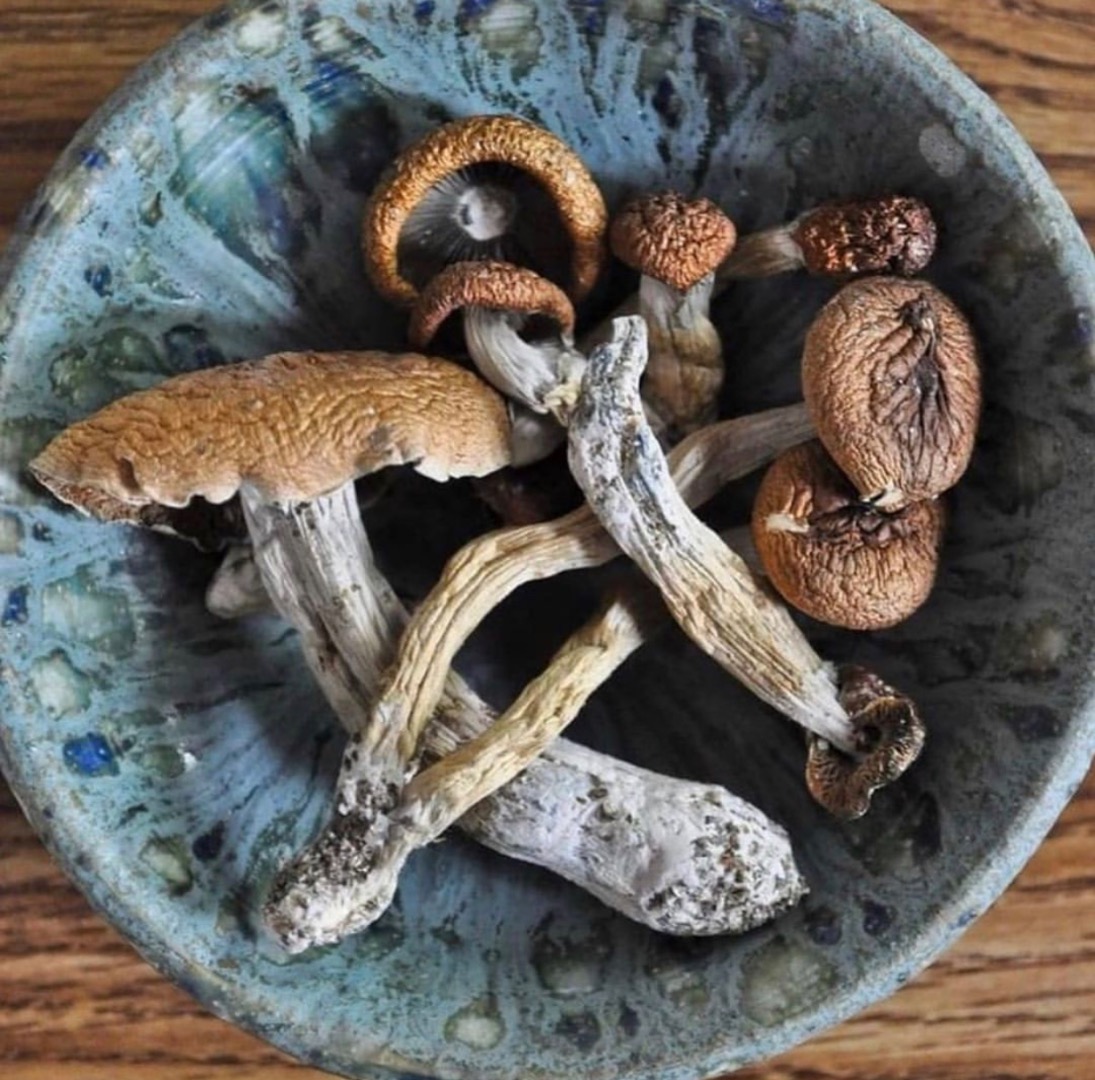 Good quality magicmushrooms available Golden teacher Penis envy Albino etc Contact Wickr.....