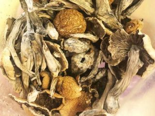 Magicmushrooms available Golden teacher Albino Penis envy Contact on