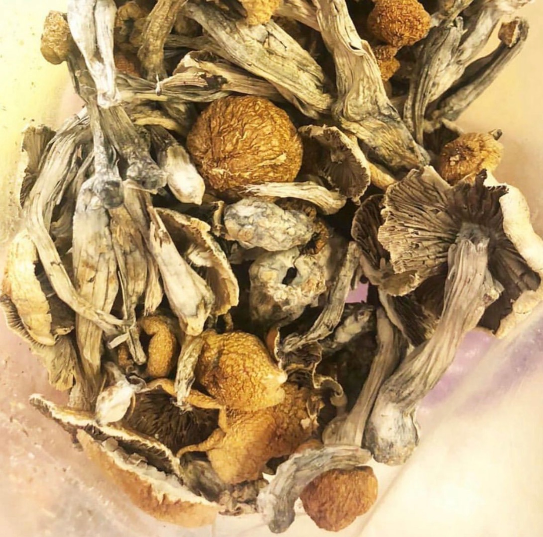 Magicmushrooms available Golden teacher Albino Penis envy Contact on wickr...
