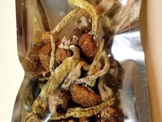 Magicmushrooms available Golden teacher Penis envy Albino. Contact through