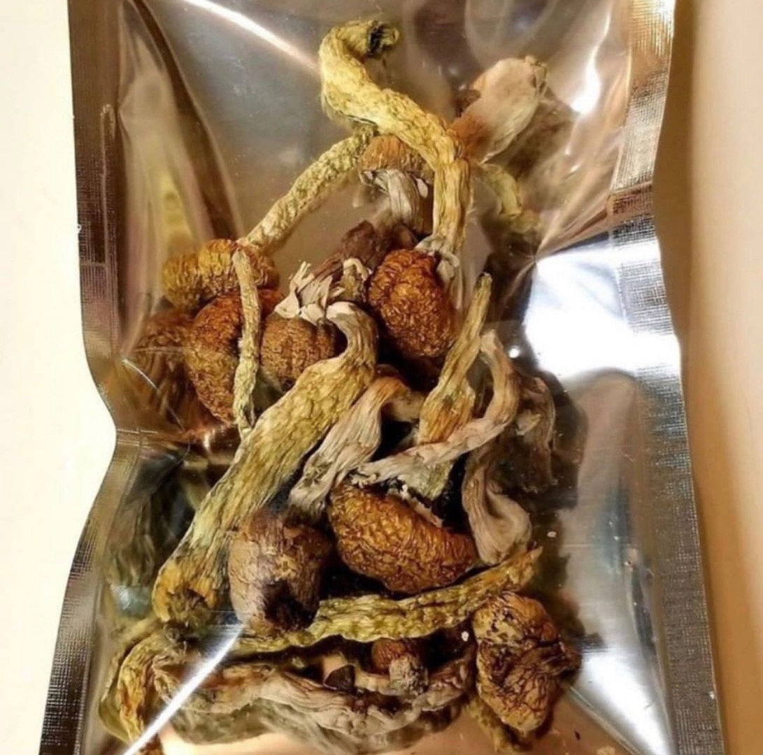 Magicmushrooms available Golden teacher Penis envy Albino