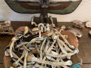 Wickr...... califo20 Wickr.... califo20 Magicmushrooms available