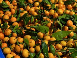 Mandarins [Oronules, Primasol, Clemenules] grade 1, calibration 2/3/4. Very
