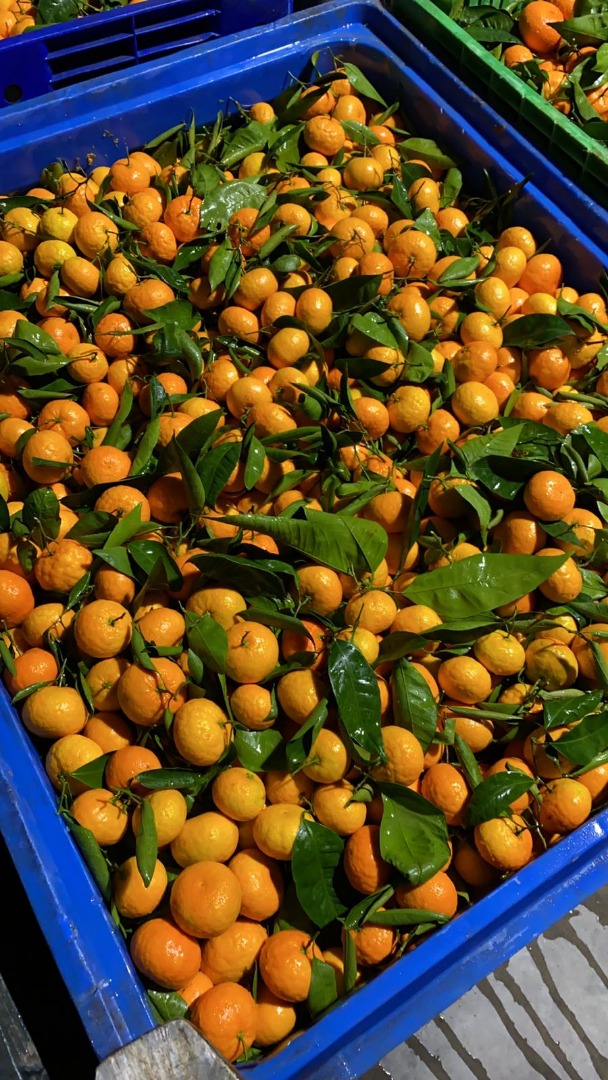 Mandarins [Oronules, Primasol, Clemenules] grade 1, calibration 2/3/4