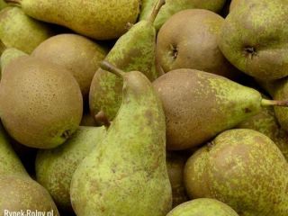 "Conference" pear juicy, very tasty. Packing and calibration at