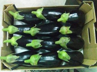 Eggplant very tasty, perfectly colored. Packing and calibration at