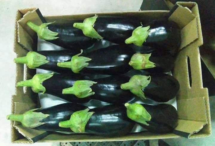 Eggplant very tasty, perfectly colored