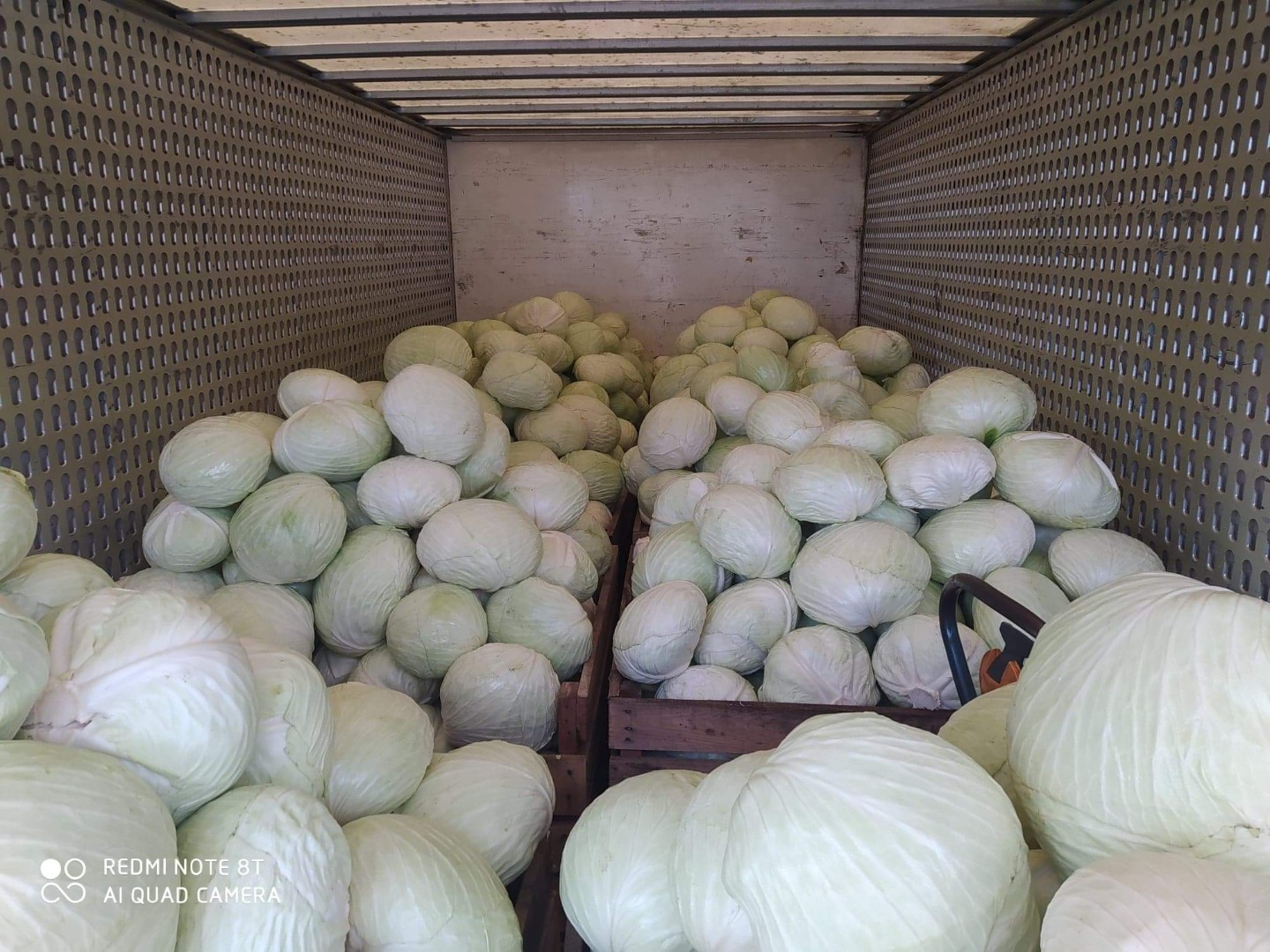 I will sell white cabbage, Agressor variety