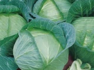 White cabbage . Tobia f1 hibrid