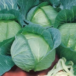White cabbage