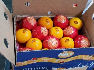 Fresh Navel Oranges for sale from egypt We have