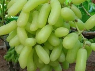 We are leading exporter of fresh fruits and fresh