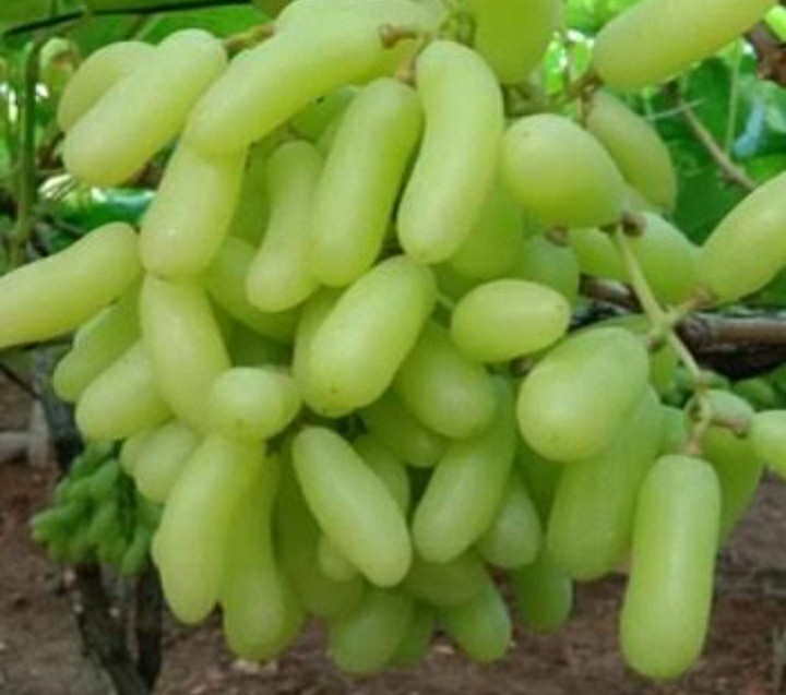 We are leading exporter of fresh fruits and fresh vegetables from india