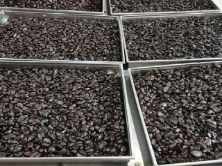 Fermented black garlic production, own line, refined + 20%