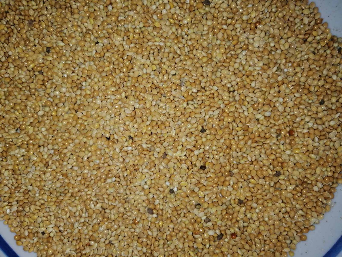 We sell: Yellow millet Crop 2020 Ukrainian origin Quantity - 1 truck / 1x20ft container