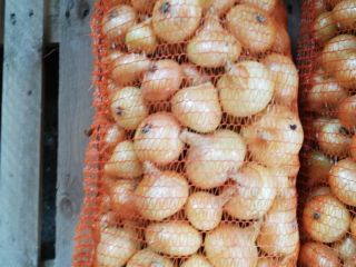 I am selling Romanian, yellow onions. Impeccable quality.