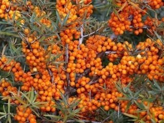 Selling High Quality Frozen Sea Buckthorn Berries from Romania.