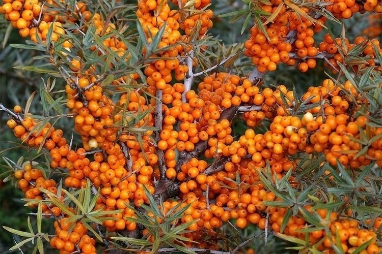 Selling High Quality Frozen Sea Buckthorn Berries from Romania