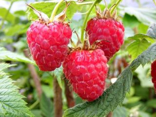 Selling High Quality Frozen Raspberries from Romania local crop.