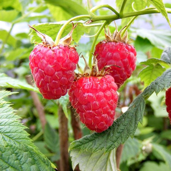 Selling High Quality Frozen Raspberries from Romania local crop