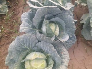 Fresh cabbage from Uzbekistan. .