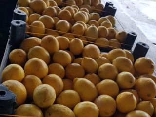 Selling in tons of fruits of 3 qualities for