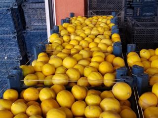 Selling in tons of fruits of 3 qualities for