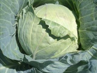 Cabbage variety pructor tender and very nice