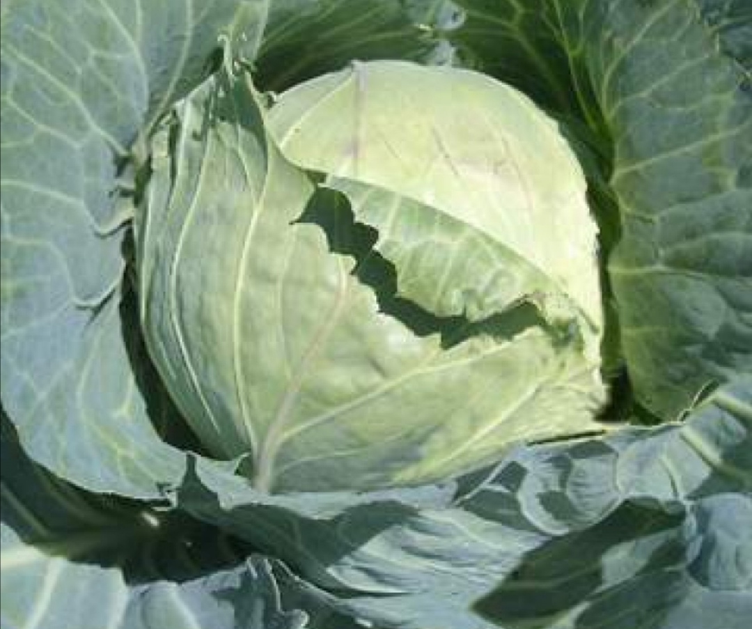 Cabbage variety pructor tender and very nice