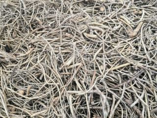 I will sell horseradish breaches, horseradish root.