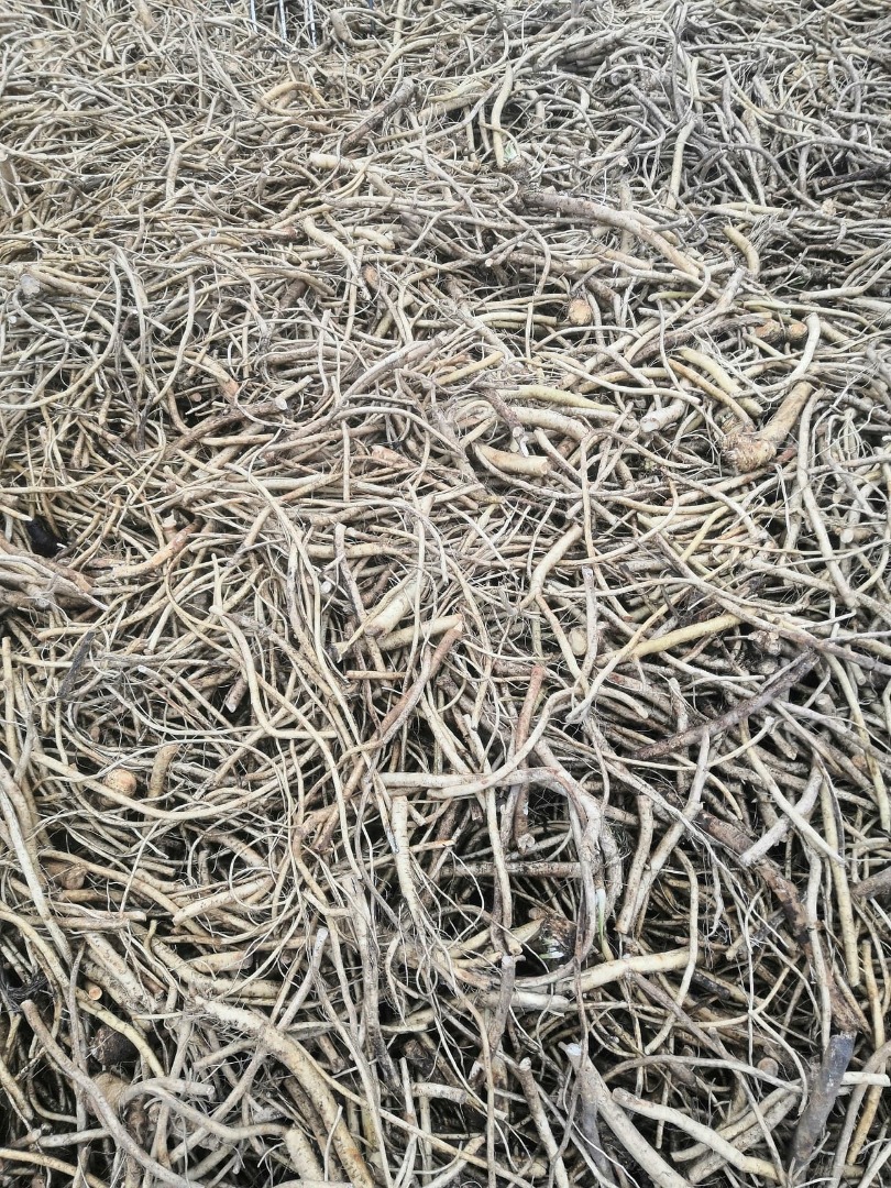 I will sell horseradish breaches, horseradish root