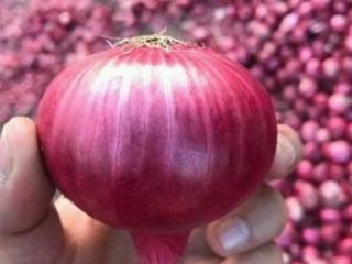 We deal in fresh , healthy onions and other