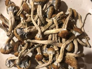 Golden Teacher Mushrooms is a classic strain which is