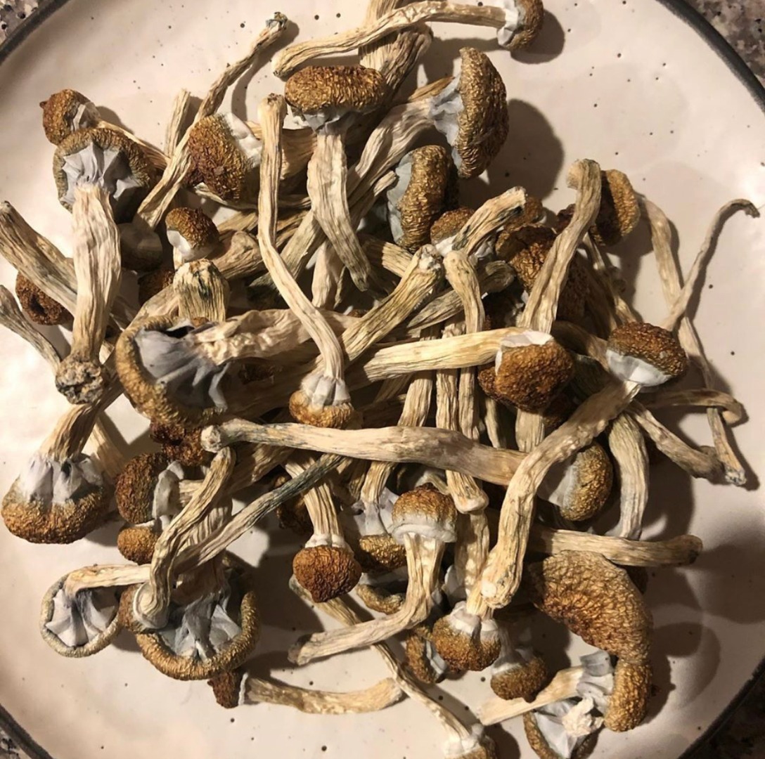 Golden Teacher Mushrooms is a classic strain which is named after their gold-capped appearance