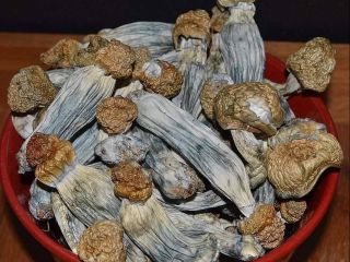 PENIS ENVY The Penis Envy strain of magic mushrooms
