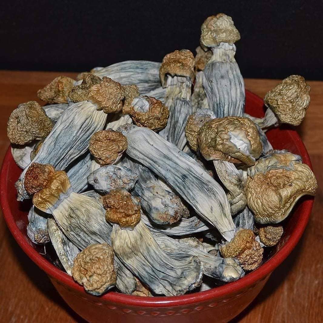 PENIS ENVY The Penis Envy strain of magic mushrooms are known to be one of the strongest and hard hitting