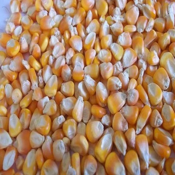 We offer yellow corn for animal feed,Pop Corn Maize/Popcorn Maize kernel Popcorn Butterfly and Mushroom Types with the following CALLL, TEXT OR Email