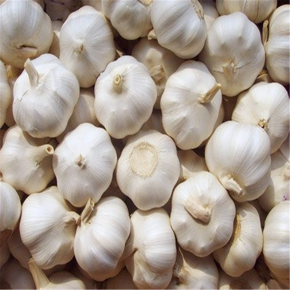 such as large size, rich succulent taste, pure spicy taste, crispy and delicious, no loose petals, mildew resistance, rot resistance, and storage resistance