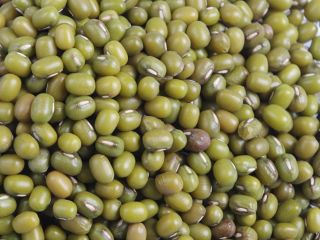 Commodity Green Mung Beans For Sprouting Size 2.7mm+,3.0mm+,3.6mm+,4.0mm+ Sprouting