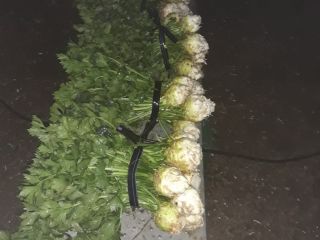 Celery with leaves and a hut. A hut packed