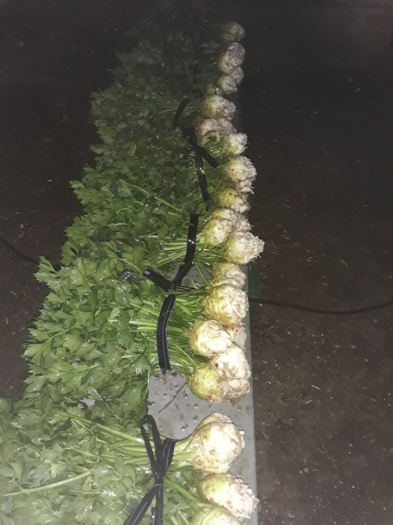 Celery with leaves and a hut