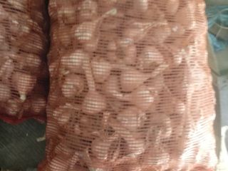 I will sell winter garlic. The price is PLN